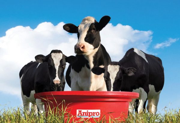 anipro cows